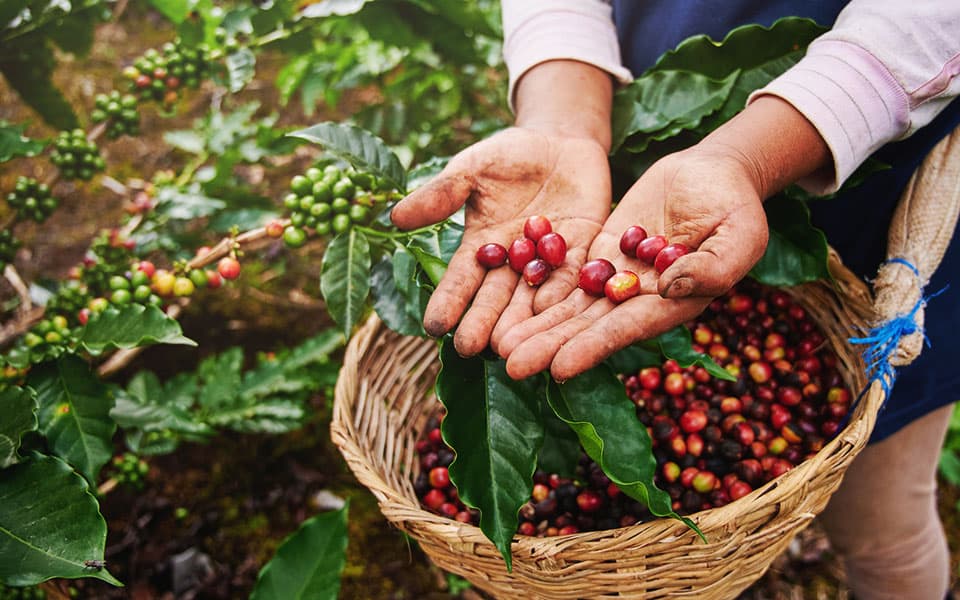 La ruta del café veracruzano en Xalapa-Enríquez: de la plantación a tu taza